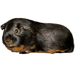 Black and Tan Guinea Pig